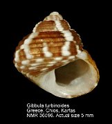 Gibbula turbinoides (7)